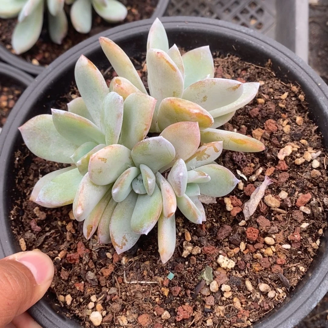 四头韩版奶茶到手一颗一物一拍
