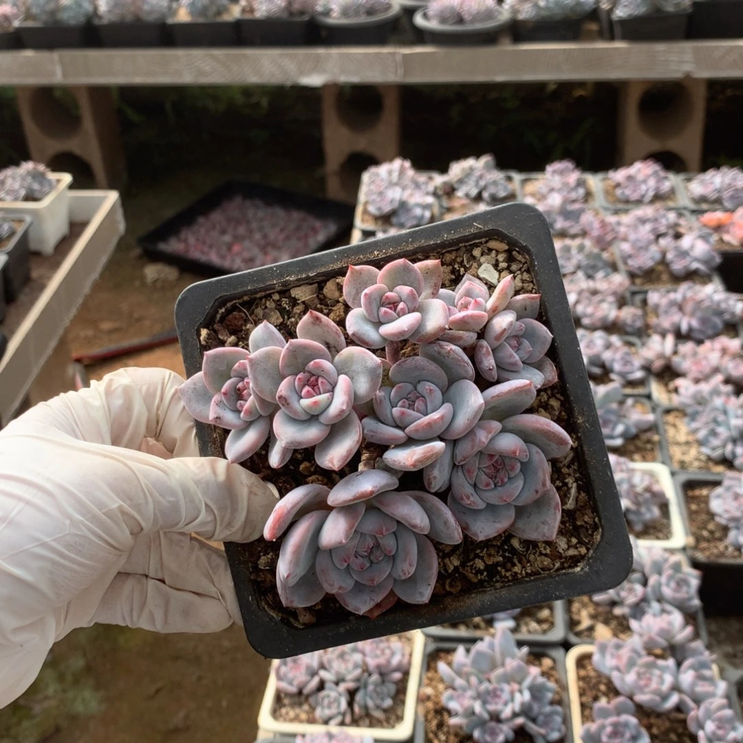 无花朵哈哈哈哈哈哈哈哈86