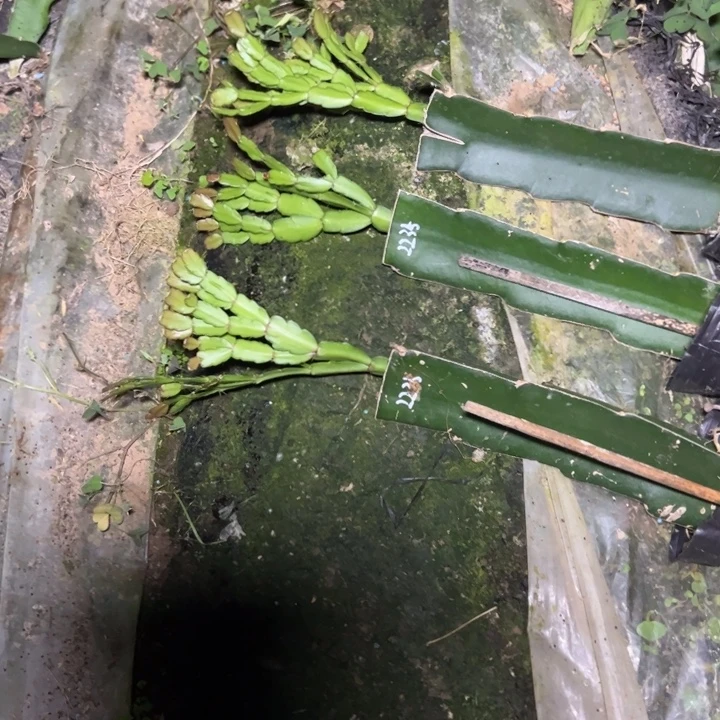 红指嫁接多叶片小苗一颗30