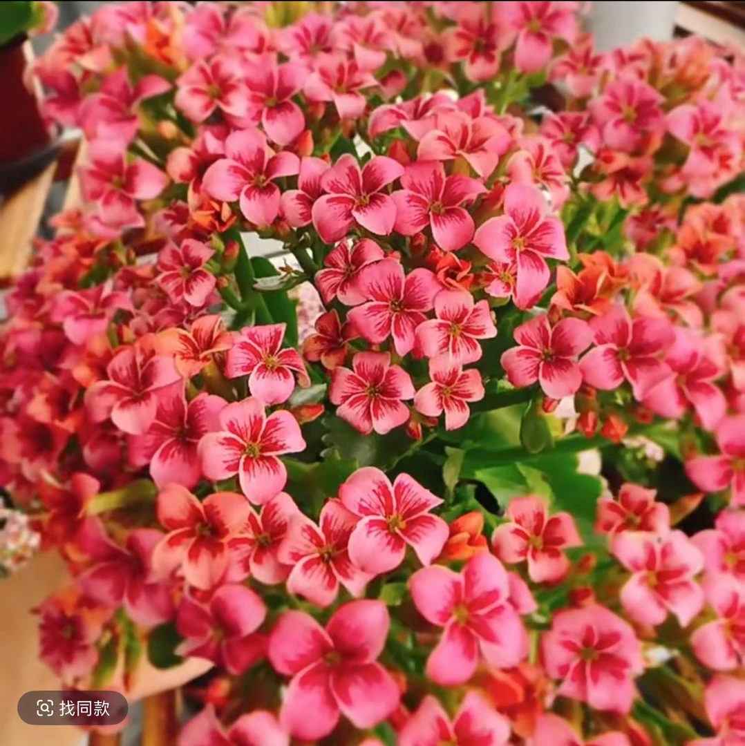 《史莱克》130盆单瓣长寿花