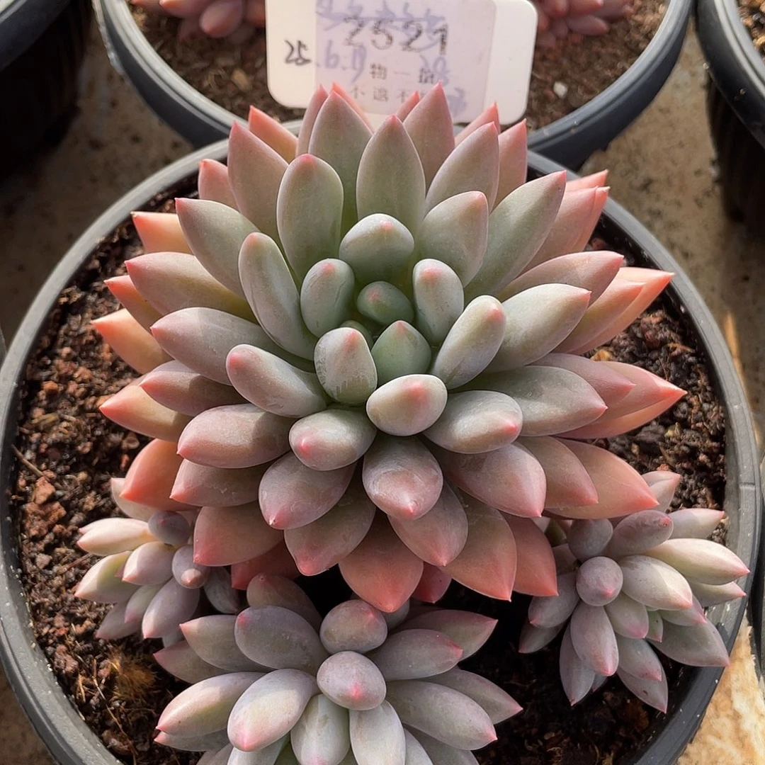 小***～玻璃球群生2521号