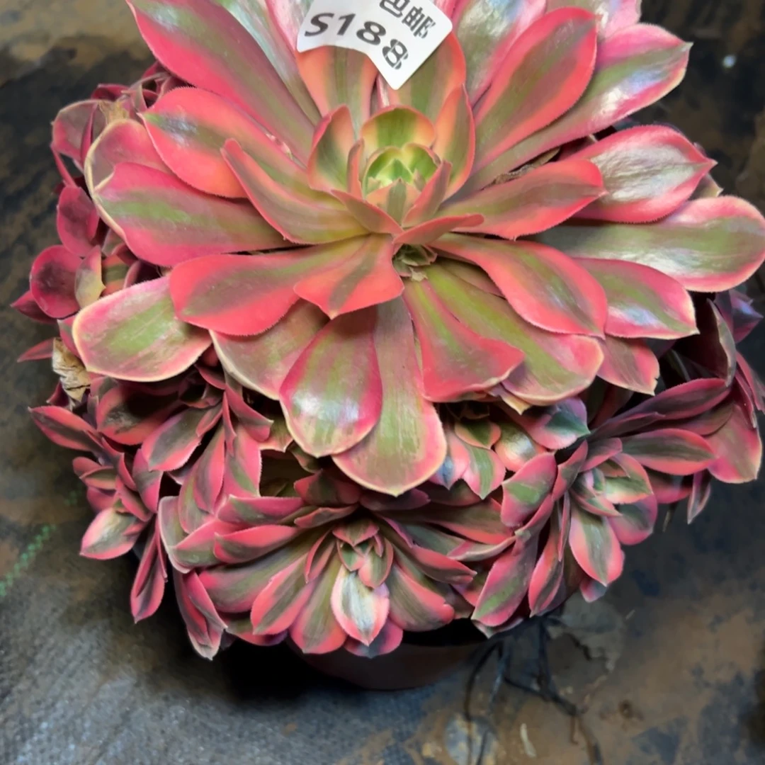 188女妖，满20包邮嘟叮熊