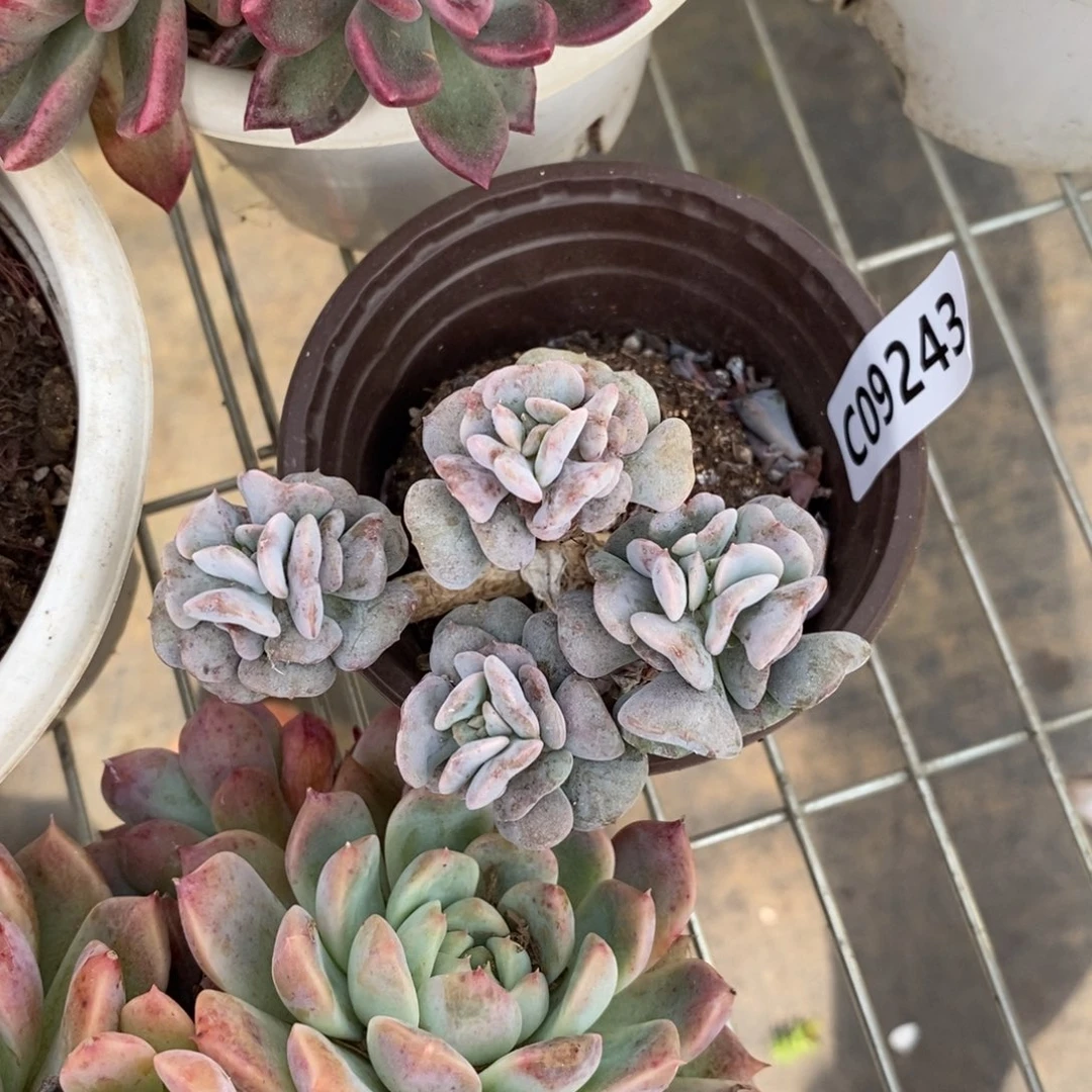 9243不知名缀化一物一拍