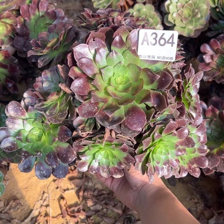 黑膜多肉植物364.