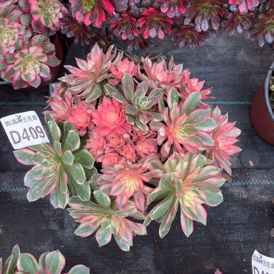 409多肉植物黑魔锦