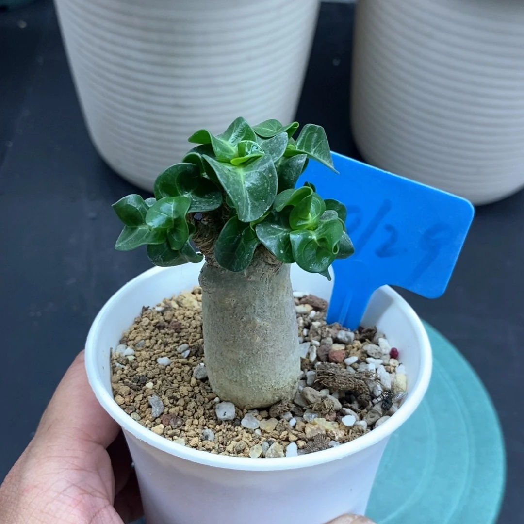 卡汉羊角沙漠玫瑰