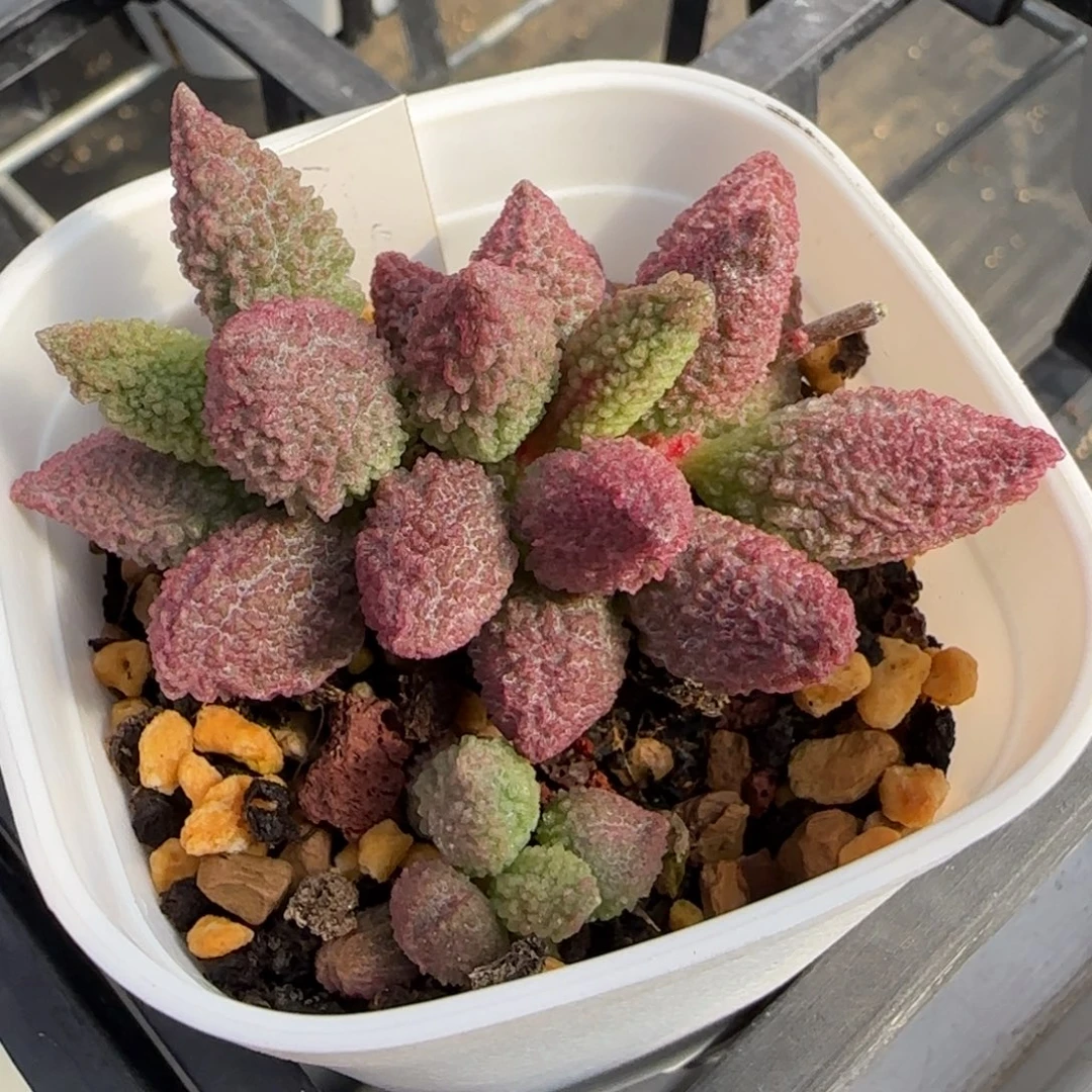 重楼水泡多肉植物
