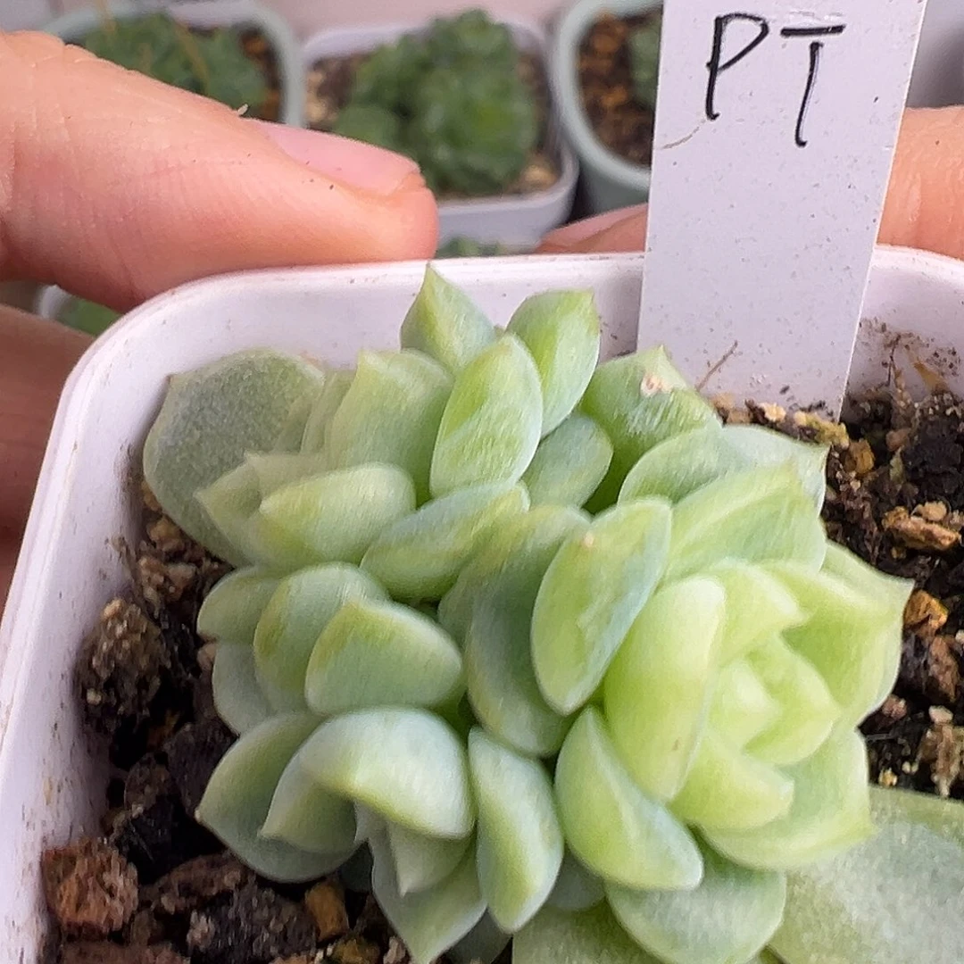 四头泼天。砍头福利。