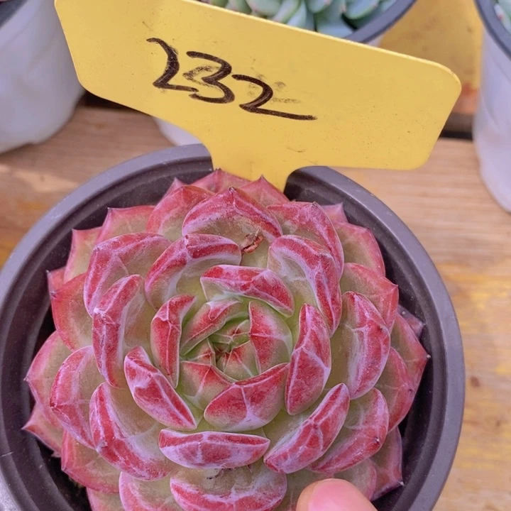 多肉植物，一物一拍