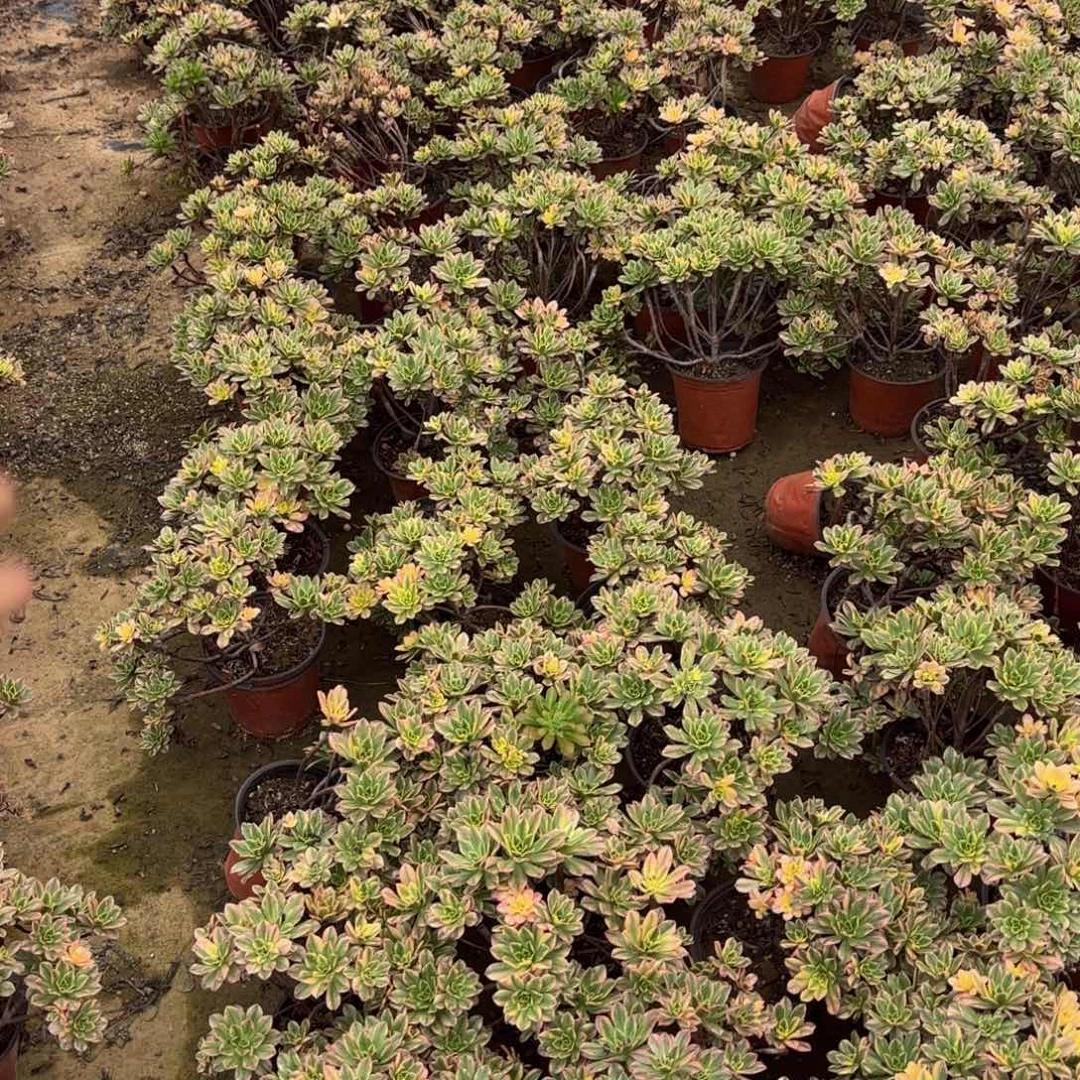 甜茶福利9.9多肉植物