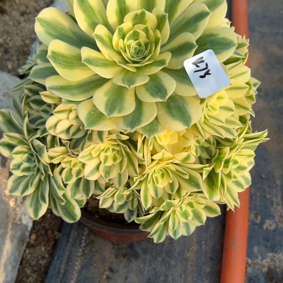 475迈巴赫多肉植物