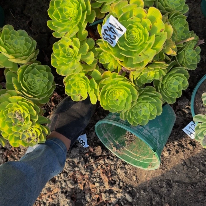 雨荷花25-50包邮花花