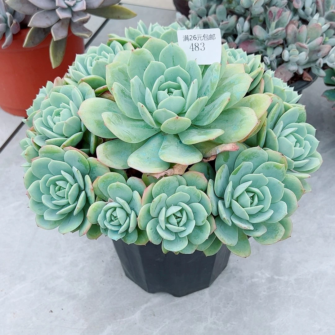 继***行483恋曲多肉植物多肉