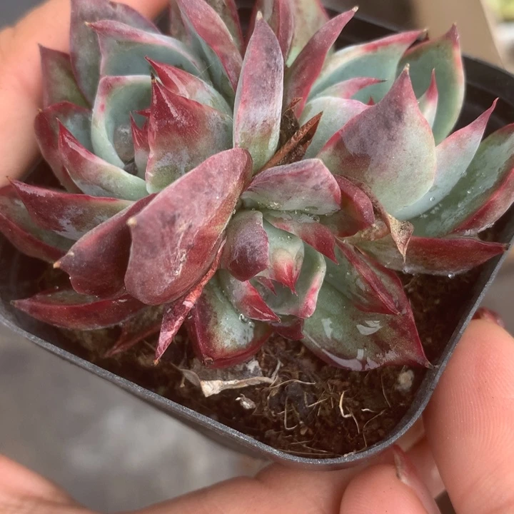 惊鸿群。 （满9.99包邮不满9.99发叶子）