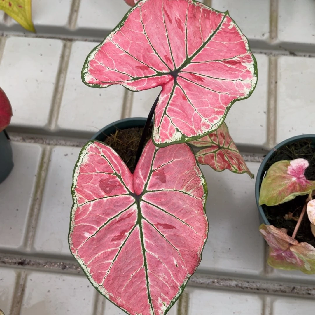 雅哈哈泰国彩叶芋08-1216