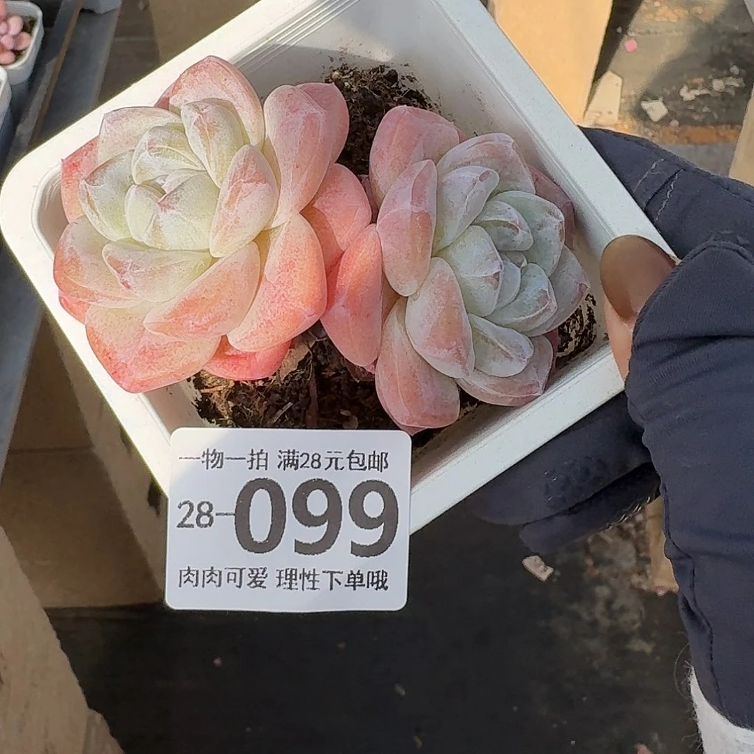 冰玉无盆土发货无