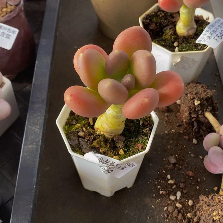 金蝉单头029多肉植物