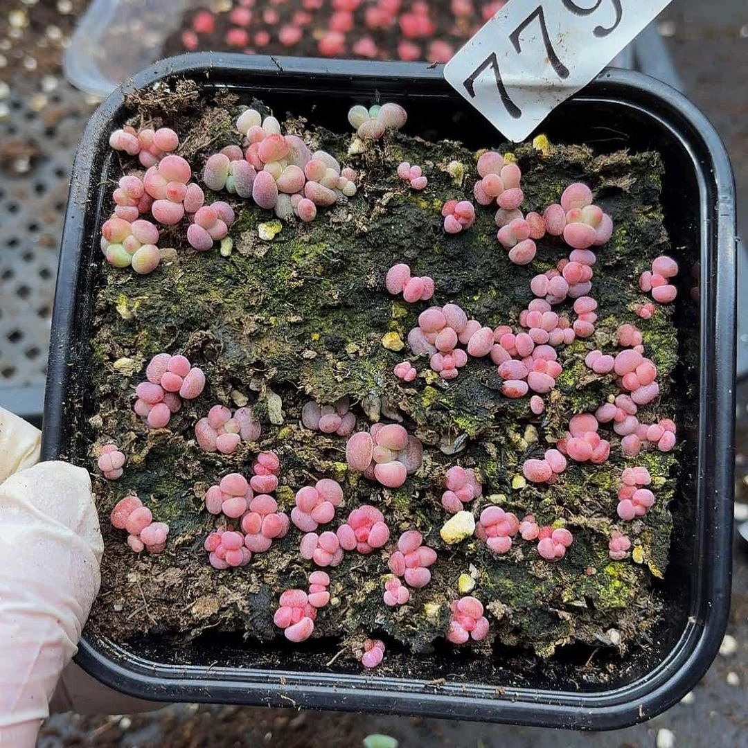 多肉植物多肉植物779