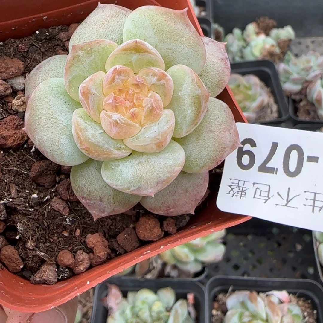 小卡拉米糖心一物一拍11-79