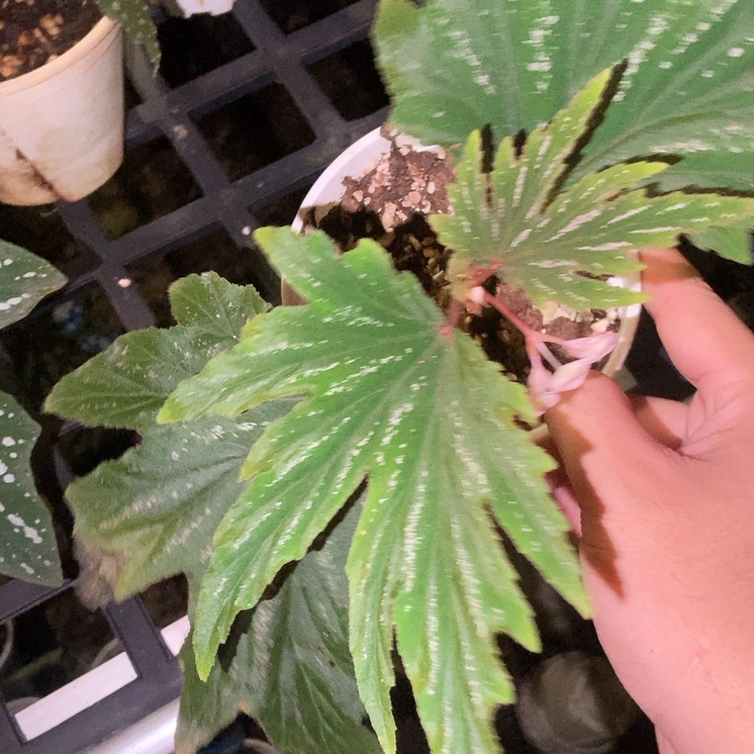 烟雨春山秋海棠一物一拍