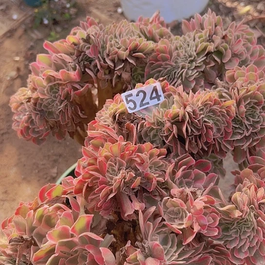 阑***珊多肉植物一个女巫追