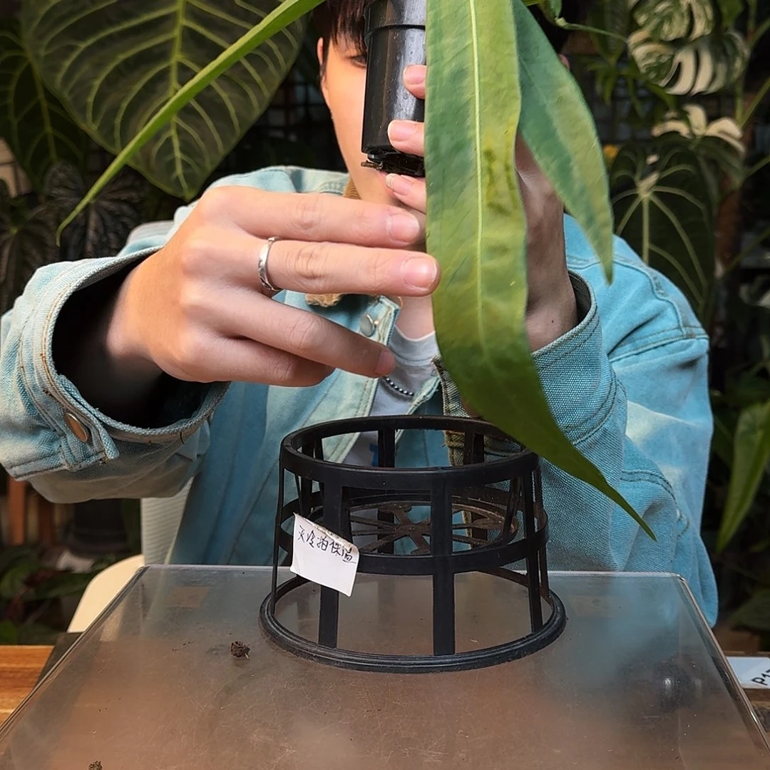 完全开放I181银脉丝绸领带