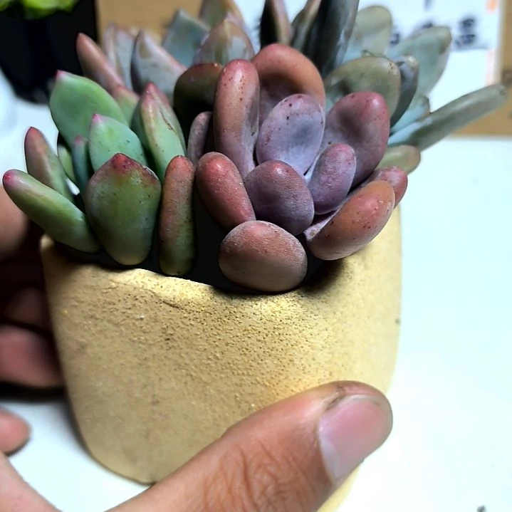 满6元包邮，四颗不同美人