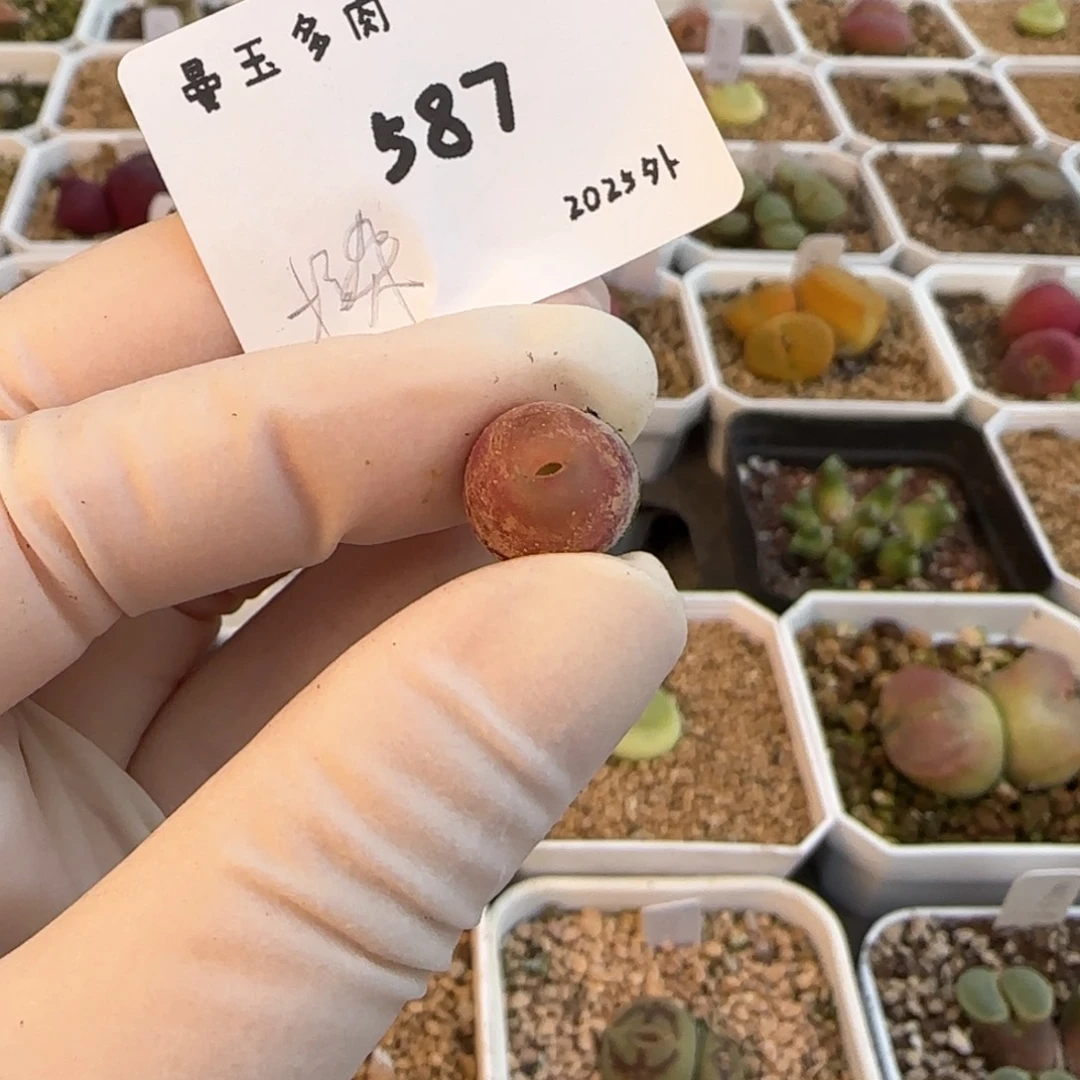 ?****欧多肉多肉的2025-587