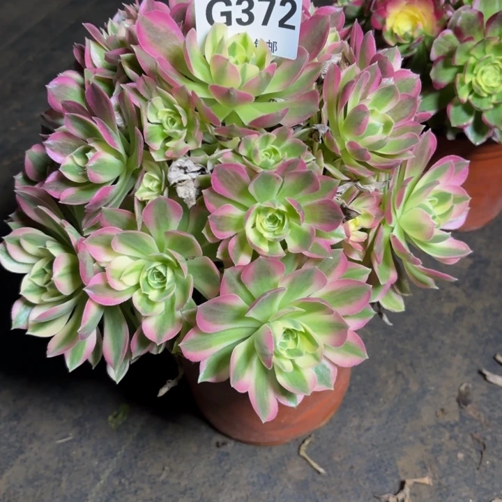 瑞妈，，。。。。372。粉水晶，