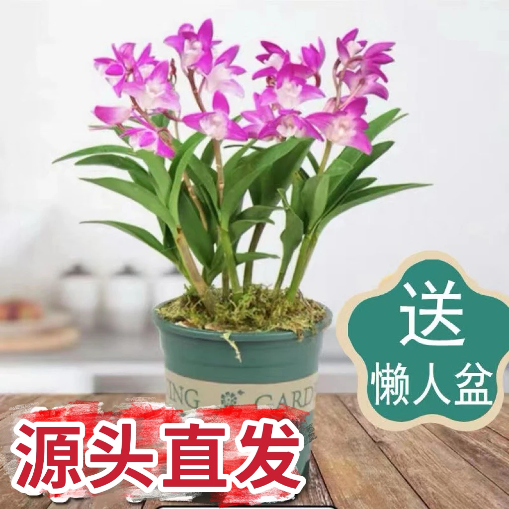【宠粉价】5-8枝苗香水石斛兰年底开花绿植懒人客厅阳台好养浓香花