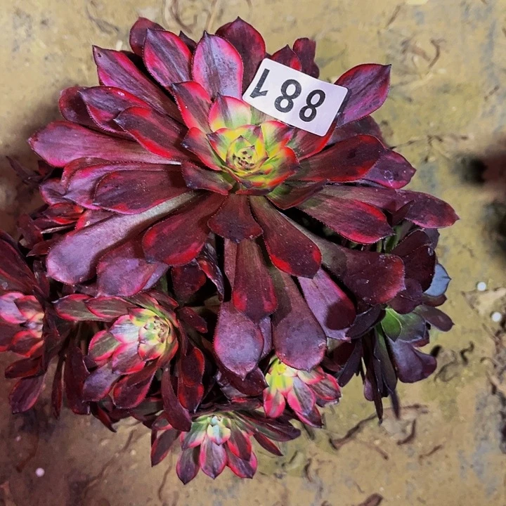 881火烧云多肉植物处理不售后