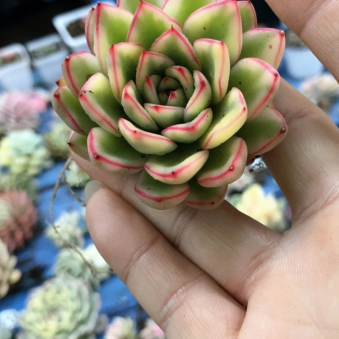 391汉娜锦多肉植物哇啦塞