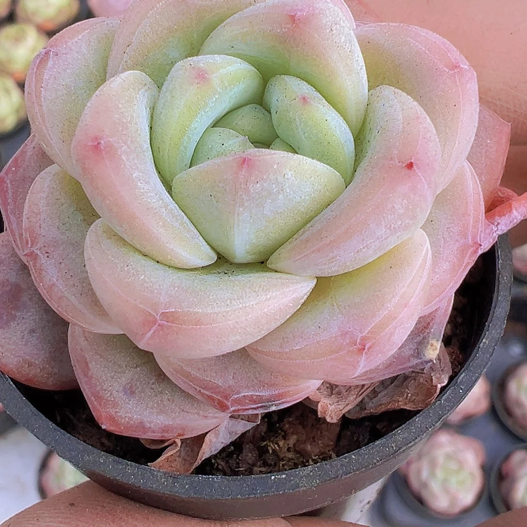 星星珍妮带盆带土19包邮