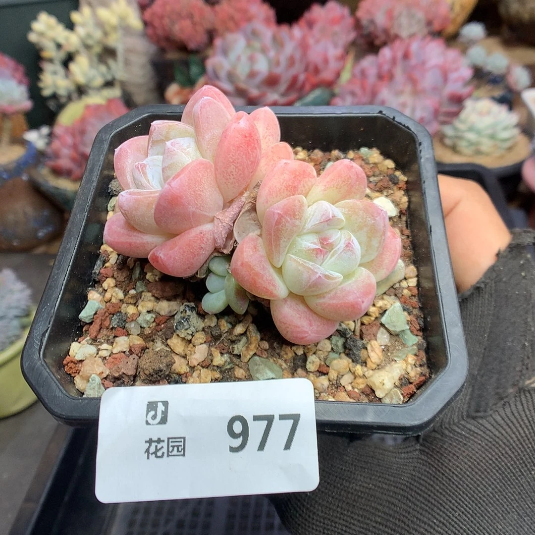 977冰玉多肉植物6666