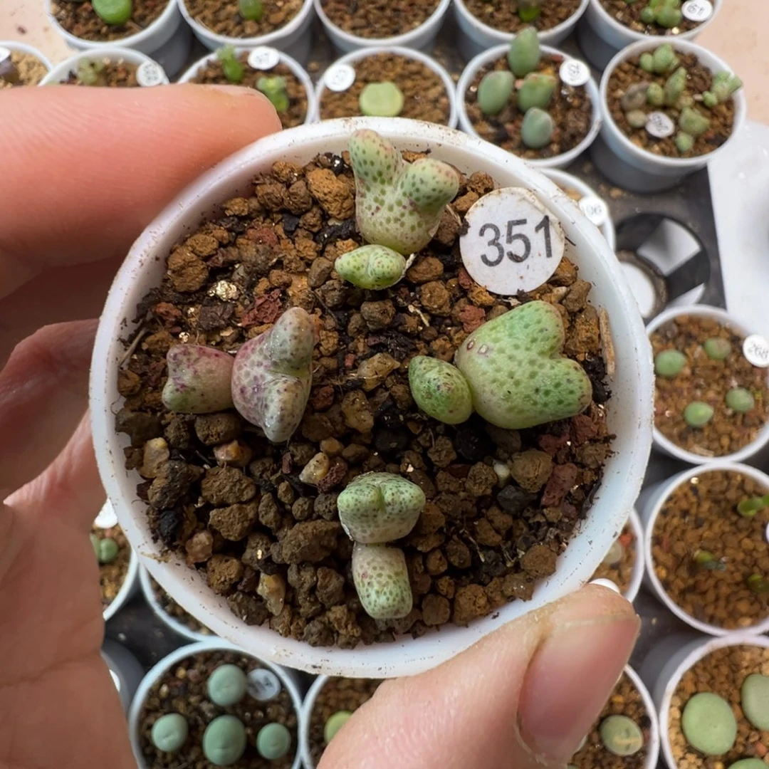 鹿角斑马一颗脱土3510000