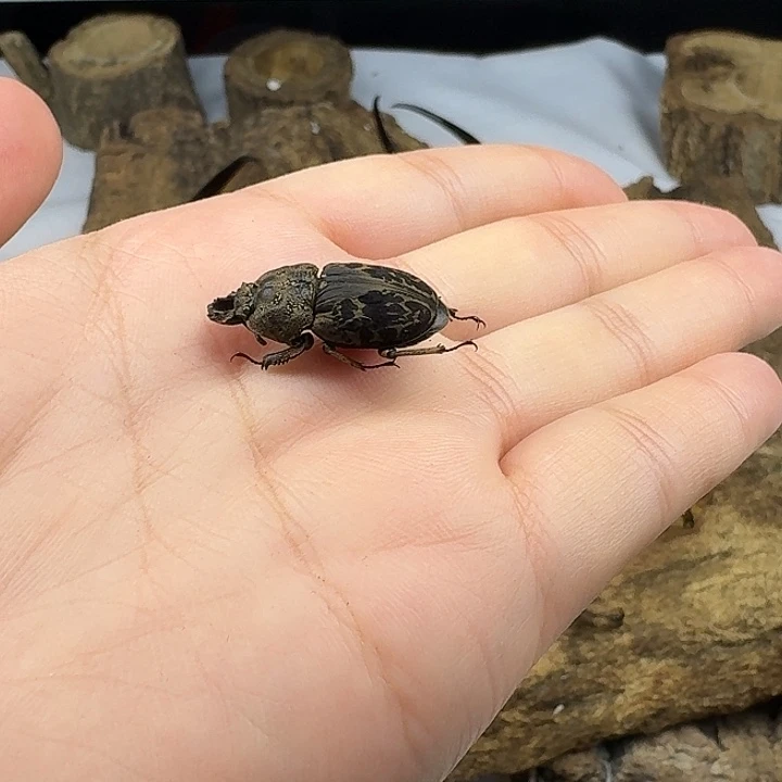 澳洲花锹标本一只