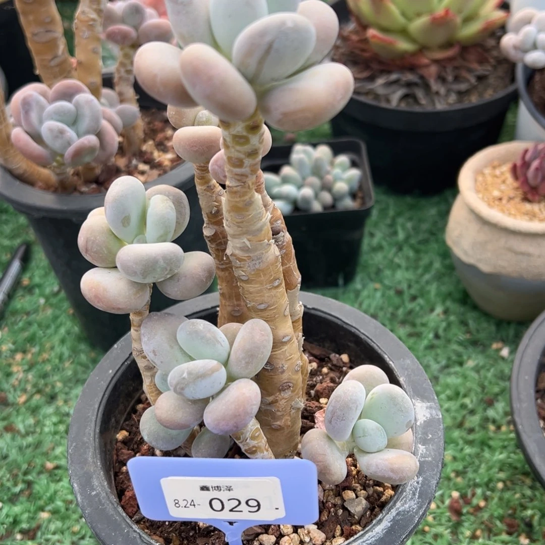 媛*定向8.24-029 不售后