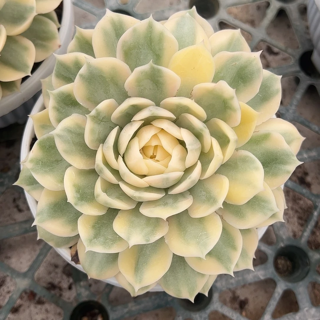 昂斯诺白腹轮锦 带侧芽 一物一拍