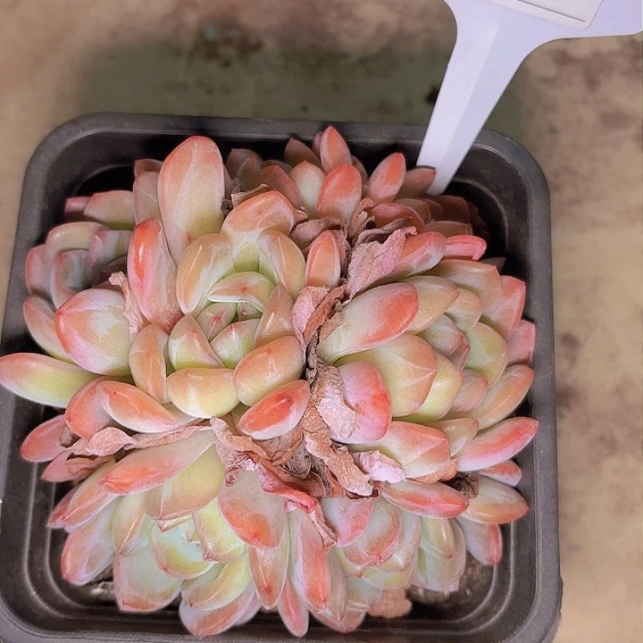 ヾ**、全明星一物一拍A071