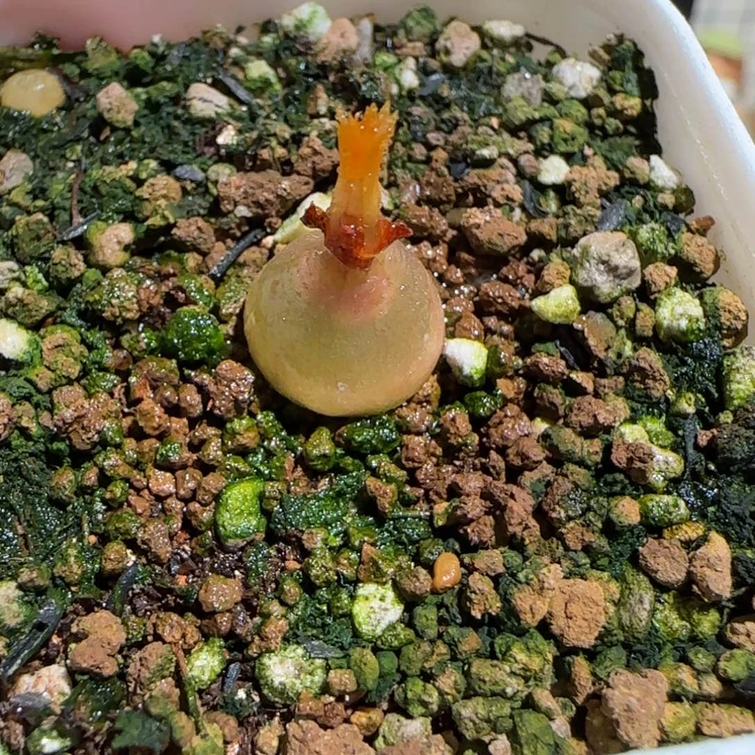 肉锥多肉植物组合-哈默759