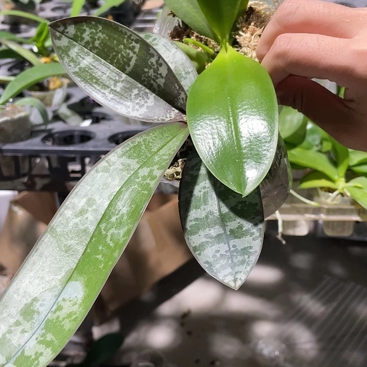 向***开完全开放叶微瑕23PU 2.5寸➕湾湾红马丁2.8寸 根少