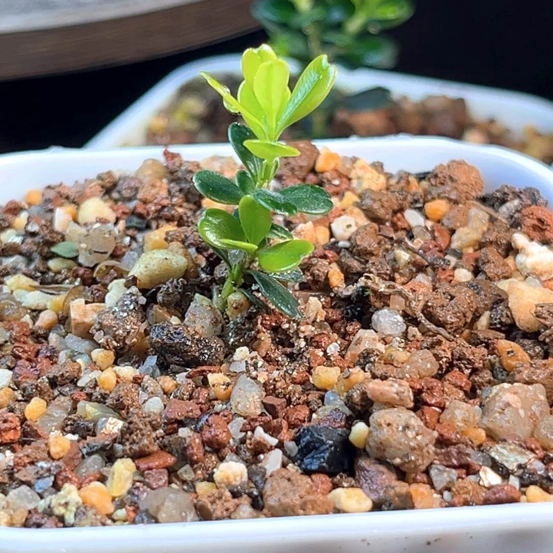 无花朵凤米黄杨凤米小苗