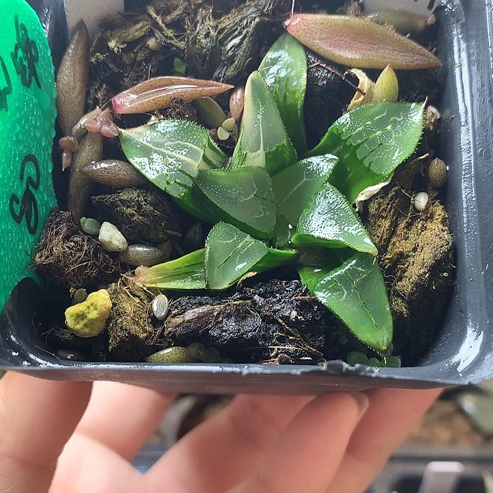 火焰山克锦一物一拍