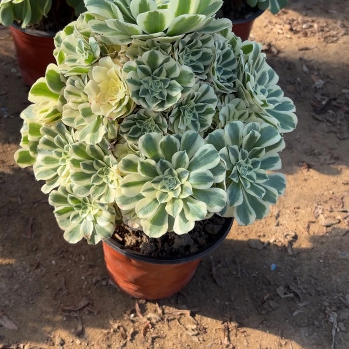 多肉植物迈巴赫18