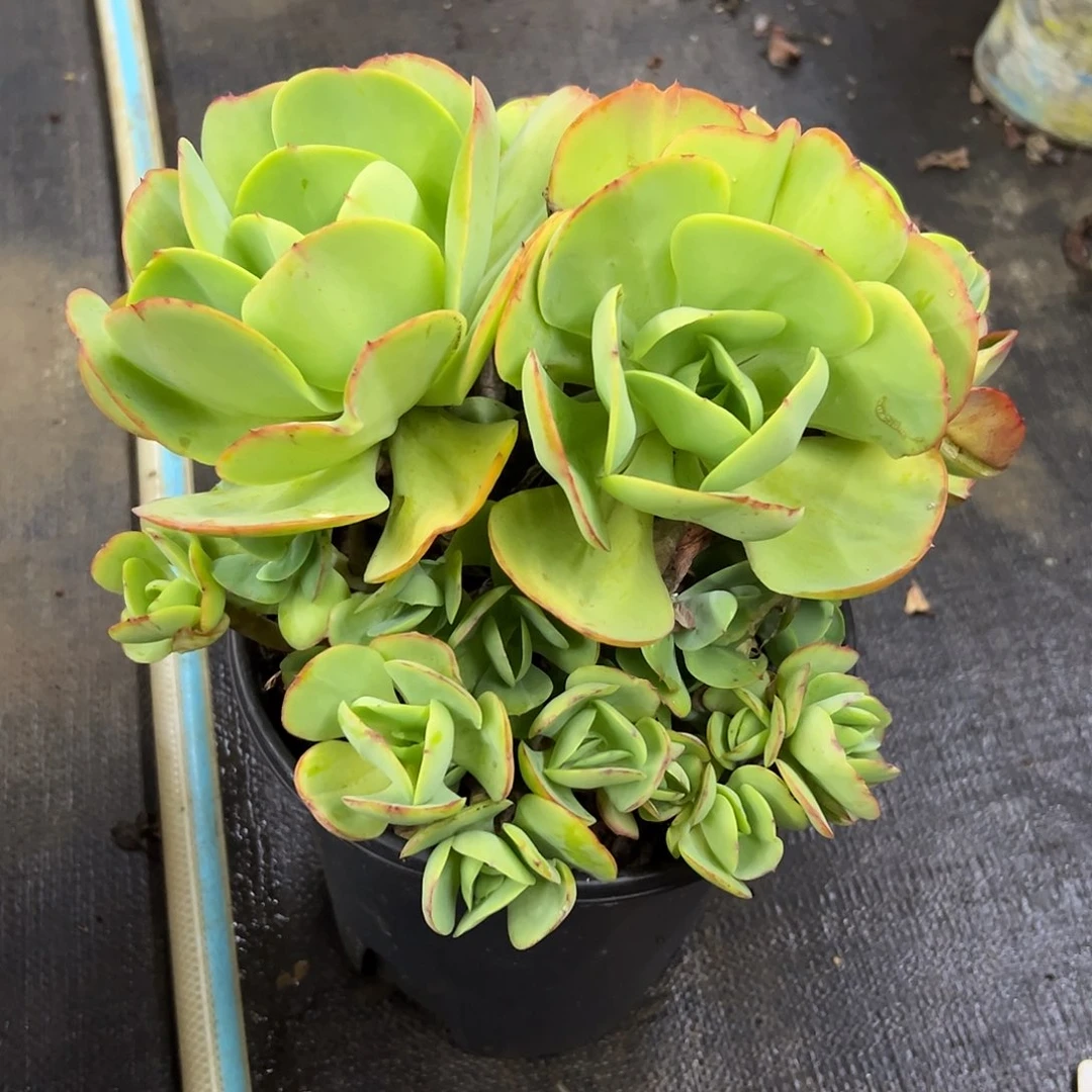 碧桃38 零零多肉植物