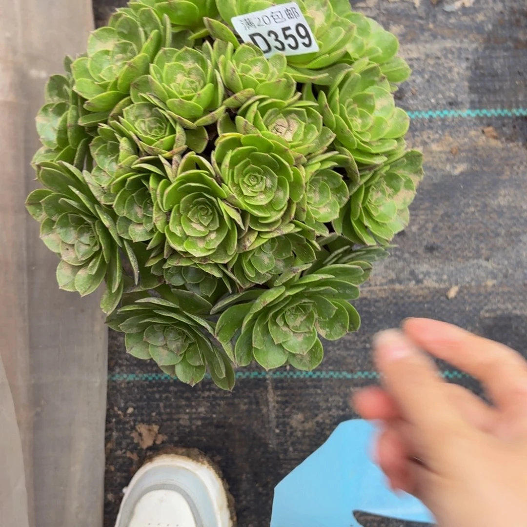 359多肉植物捧花的