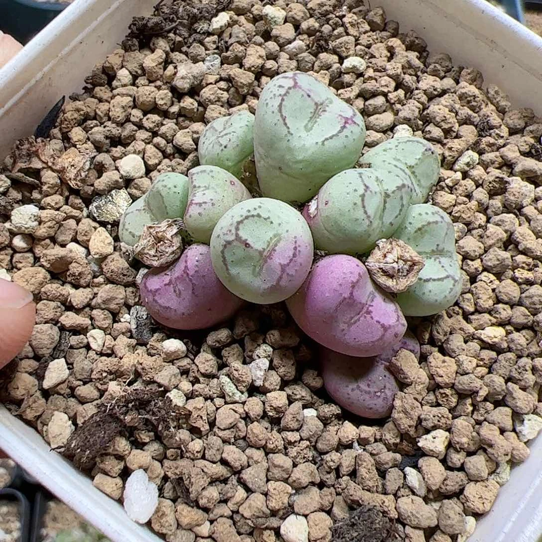 【闪购商品】55 秒