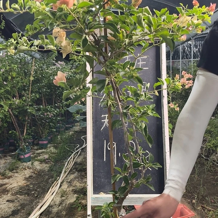 无花朵三角梅三角梅205