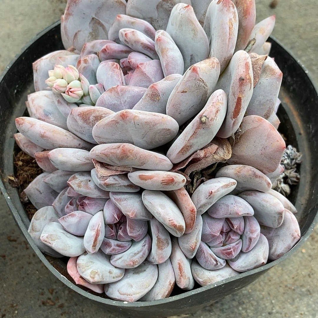 8-81 星影突尼斯一物一拍