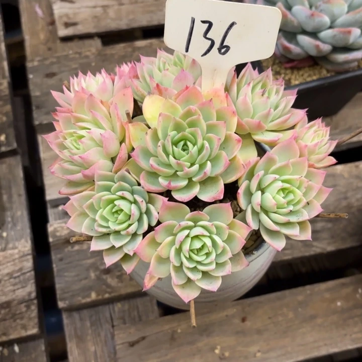 多肉植物，三色景136号